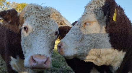 Herefords, Wyeswood Common