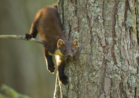 Photo of a Pine Marten.