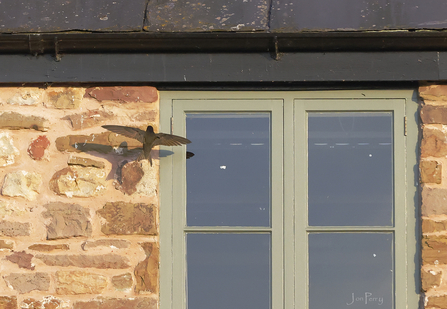 Swifts of Usk - swift approaching nest