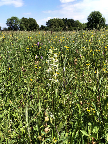 Photo of Greater Butterfly Orchid at Pentwyn Farm Reserve