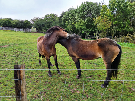 Photo of Exmoor Ponies