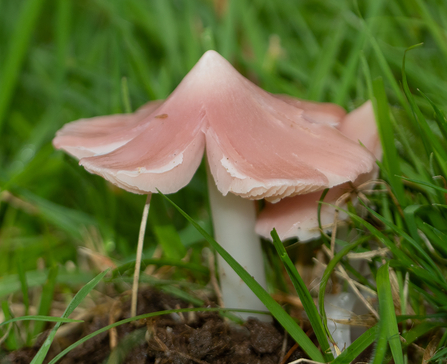 Photo of Pink Waxcap