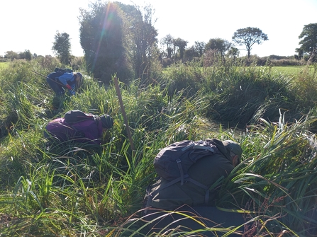 Survey volunteers looking for water vole signs