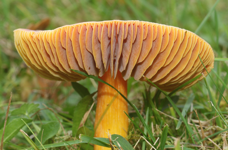 Crimson waxcap