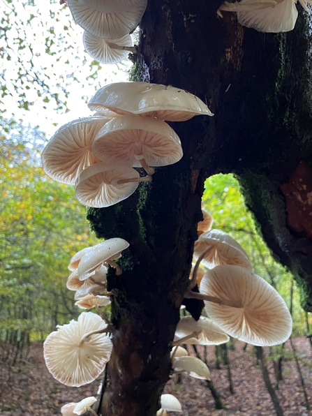 Porcelain mushrooms at Silent Valley