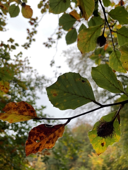 Beech leaves at Silent Valley