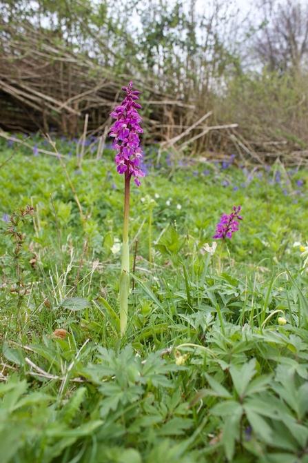 Early purple orchid by Adrian Scott