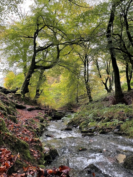 Nant Merddog in Silent Valley nature reserve