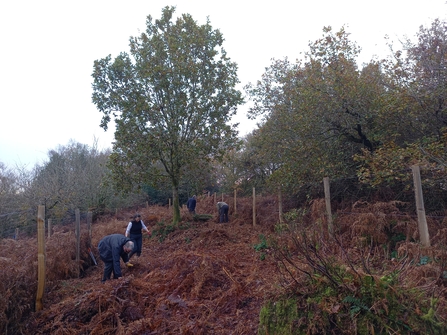 Volunteers removing bracken