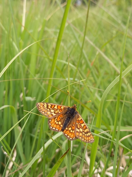 Marsh fritillary butterfly