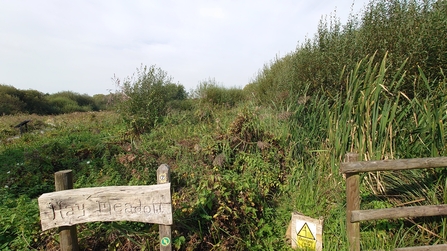 water vole alley reedbed pre clearance 2024