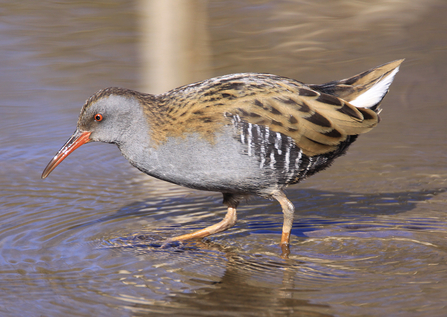 Water Rail