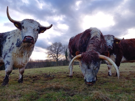 Long horn cattle