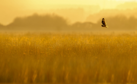 A short-eared owl flying over a grassland in orange dusk light