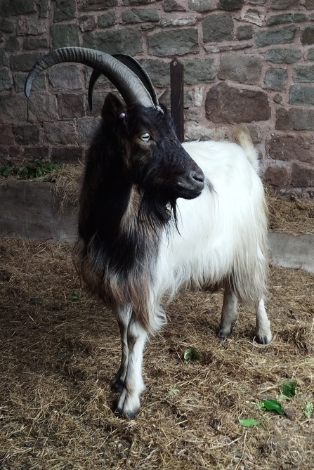 Goat at Pentwyn barn