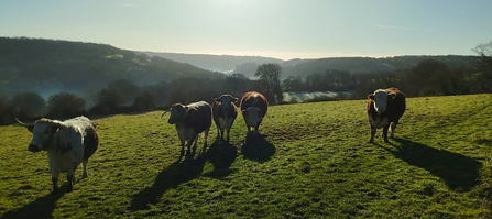 Herd of cows at Pentwyn 