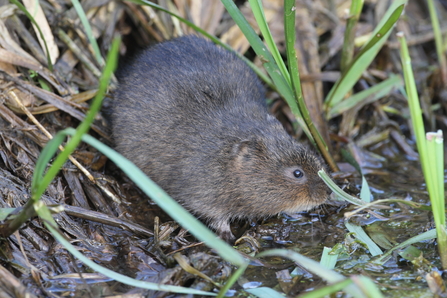 Water Vole