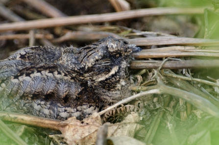 A Nightjar on the Ground