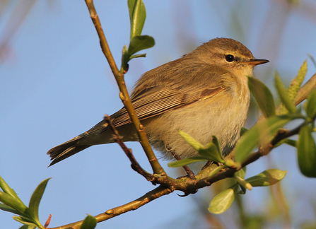 Chiffchaff