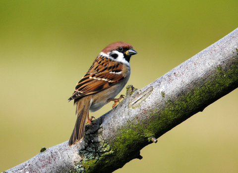 Tree sparrow