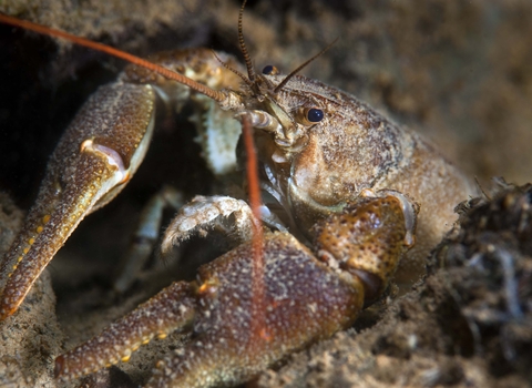 White-clawed Crayfish