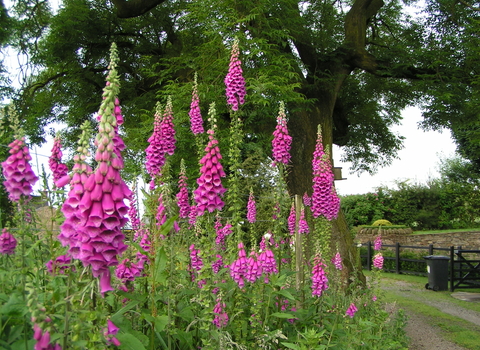 Foxglove