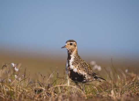 Golden Plover