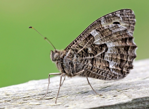 Grayling