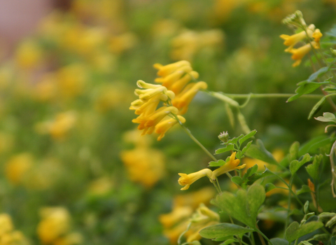 Yellow Corydalis