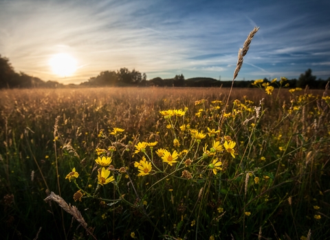 Home | Gwent Wildlife Trust