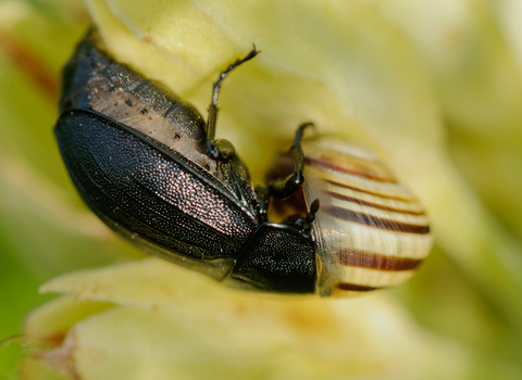 A black snail beetle pushing its head inside the shell of a snail to feed on the unfortunate mollusc