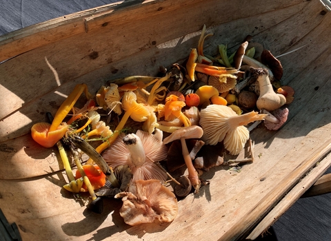 Basket of Fungi