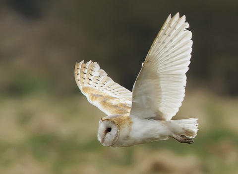 Barn Owl in flight