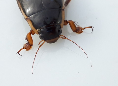 Close up on the head and thorax of a king diving beetle, a large black beetle with yellowish edges to the body